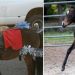 A Swarm of Bees Killed Two Horses in Tarrant County. Be Afraid. Be Very Afraid.